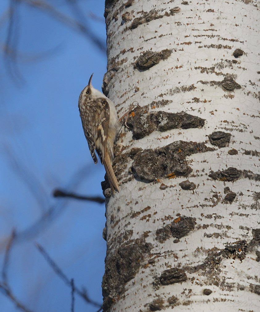 Brown Creeper - ML526245391