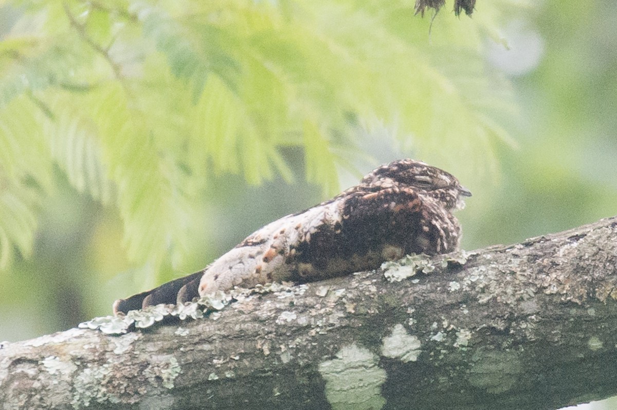 Short-tailed Nighthawk - vincent bosson