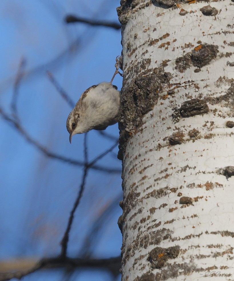 Brown Creeper - ML526245631