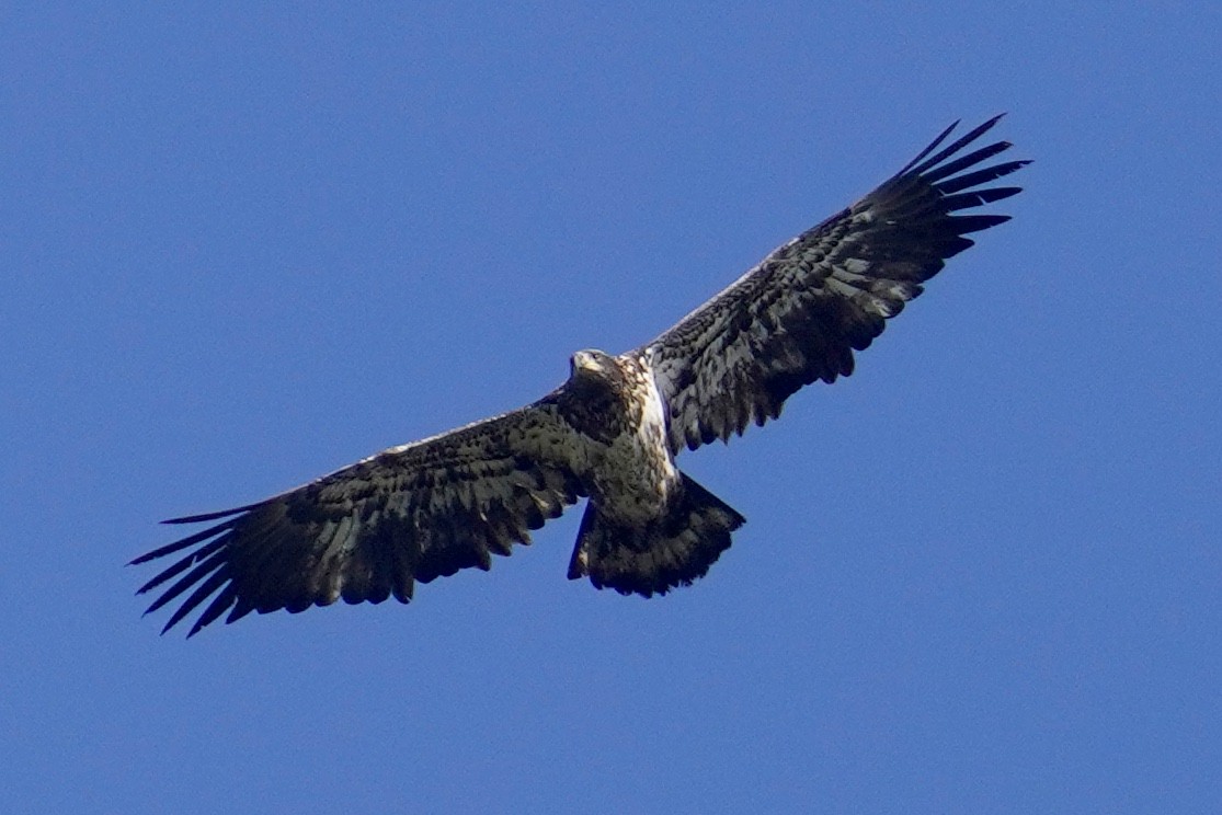 Bald Eagle - ML526246741