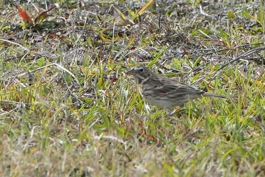 Vesper Sparrow - ML526246761