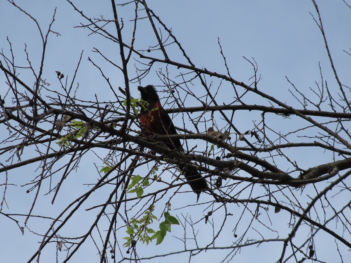 Crimson-collared Grosbeak - Jesús Contreras