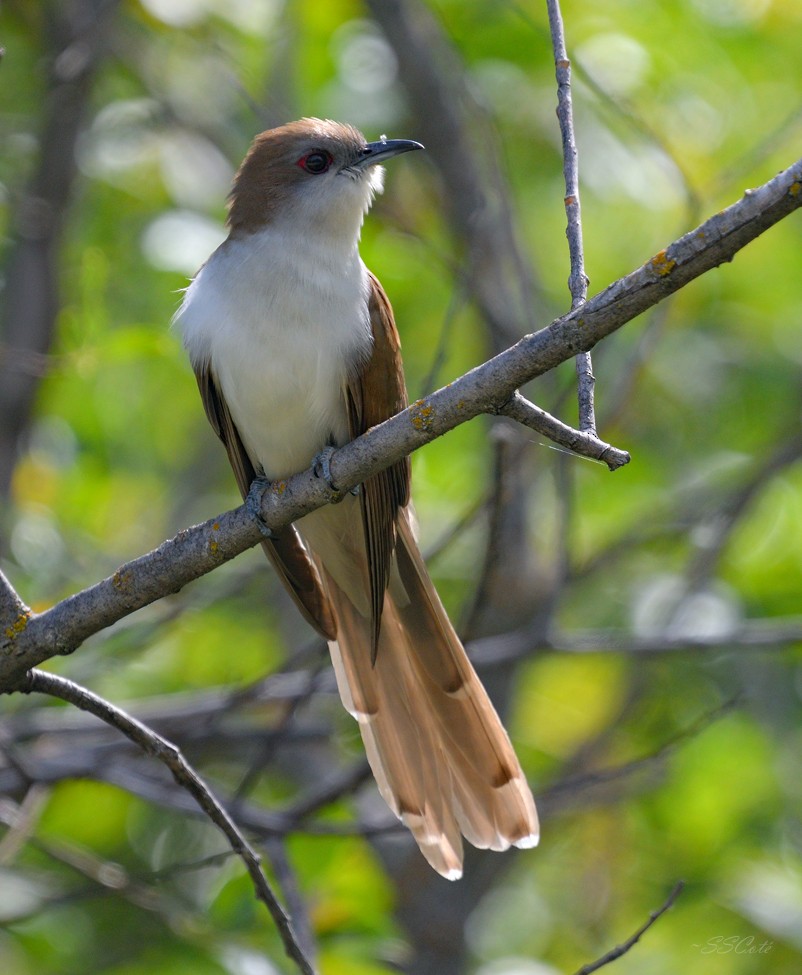 Cuculo occhirossi - ML526247851