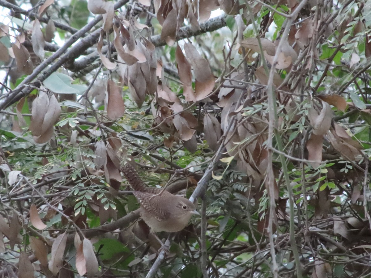 House Wren - Jesús Contreras