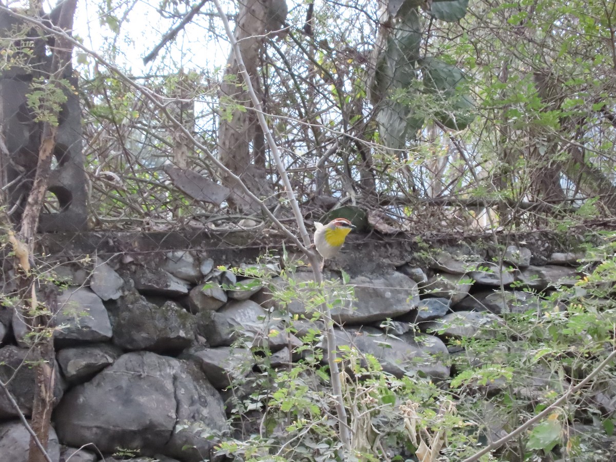 Rufous-capped Warbler - Jesús Contreras