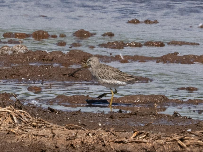 Long-billed Dowitcher - ML526249481