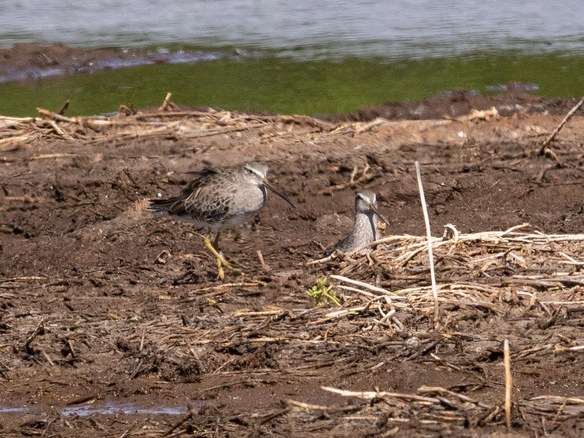 Long-billed Dowitcher - ML526249491