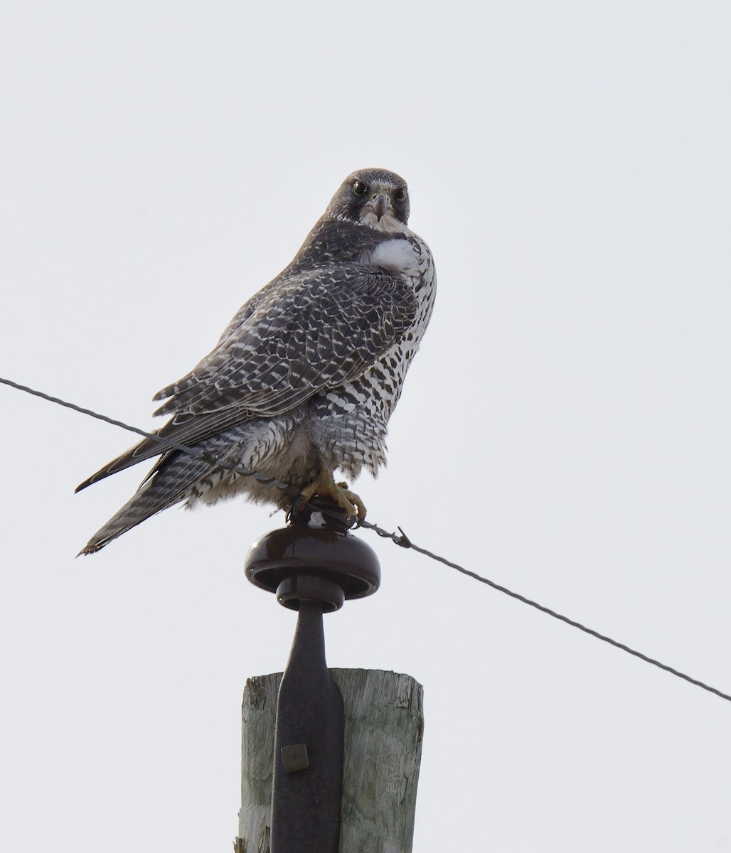 Gyrfalcon - ML526250211