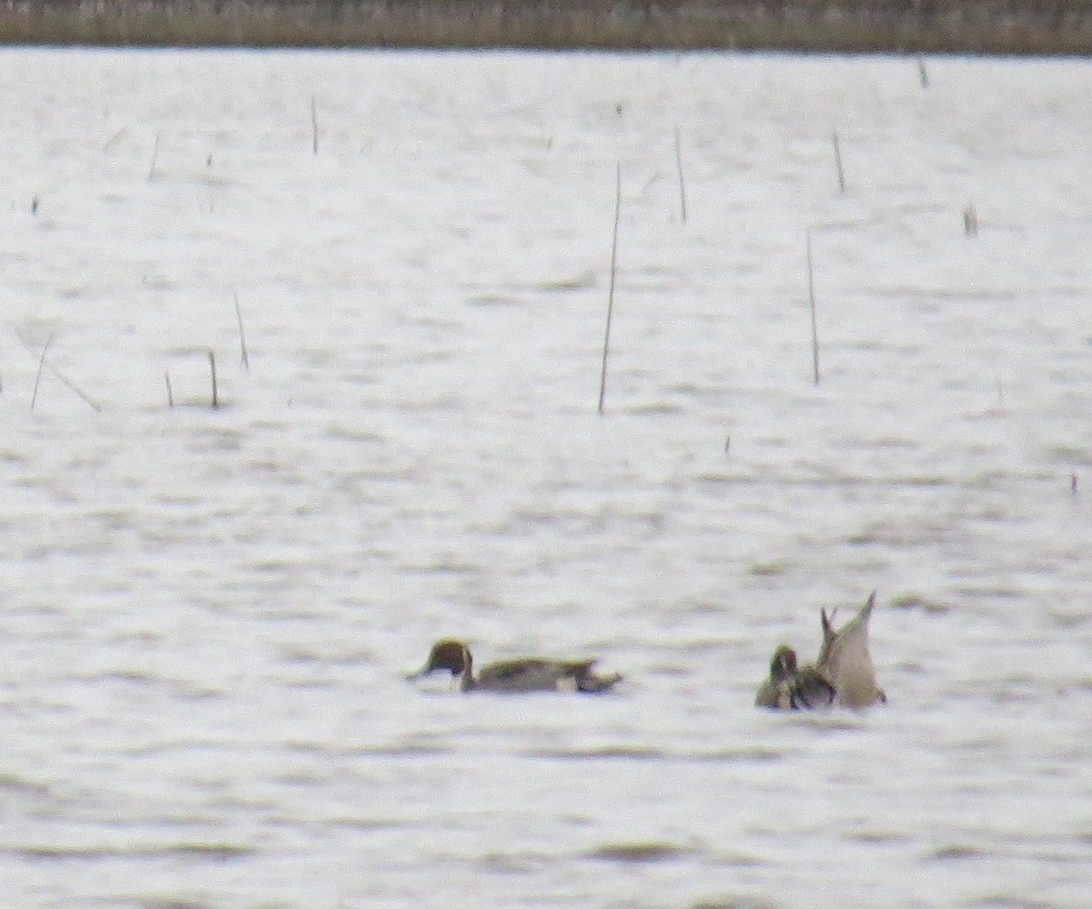 Codone - ML526251141