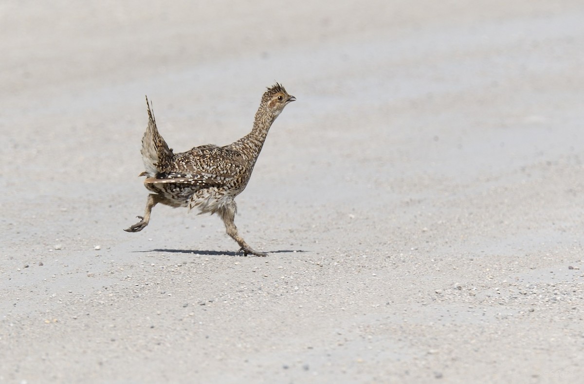 Sharp-tailed Grouse - ML526251271