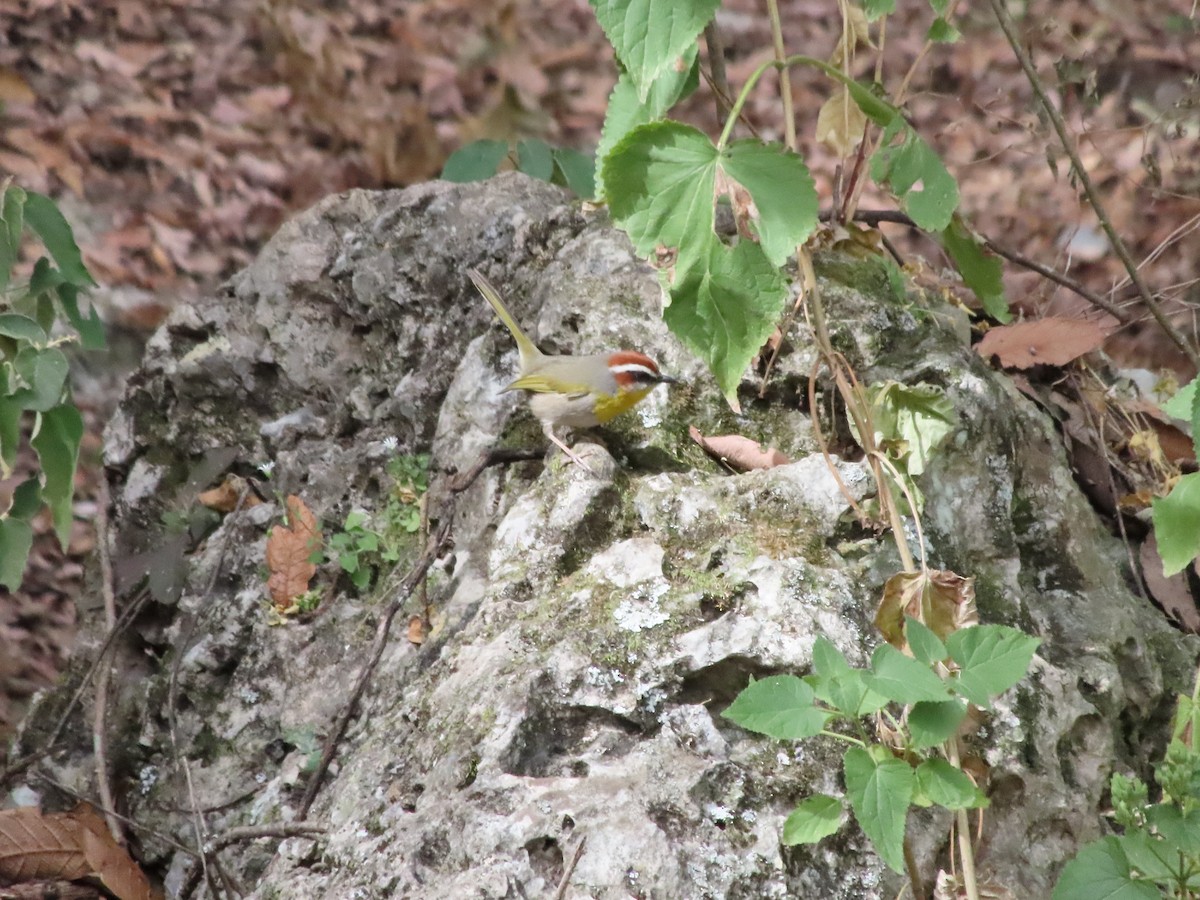 Rufous-capped Warbler - Jesús Contreras