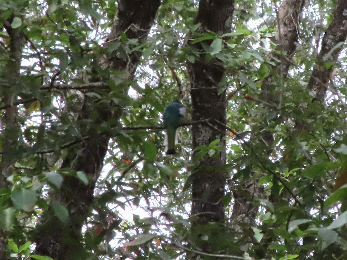 Trogon élégant - ML526251801