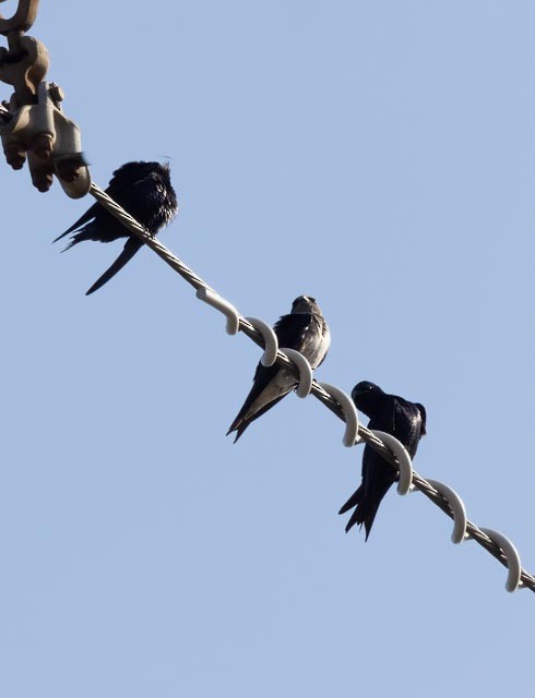 Purple Martin - ML526251911