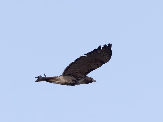 Red-tailed Hawk - ML526252031