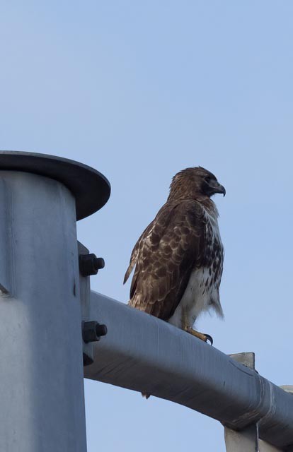 Red-tailed Hawk - ML526252041