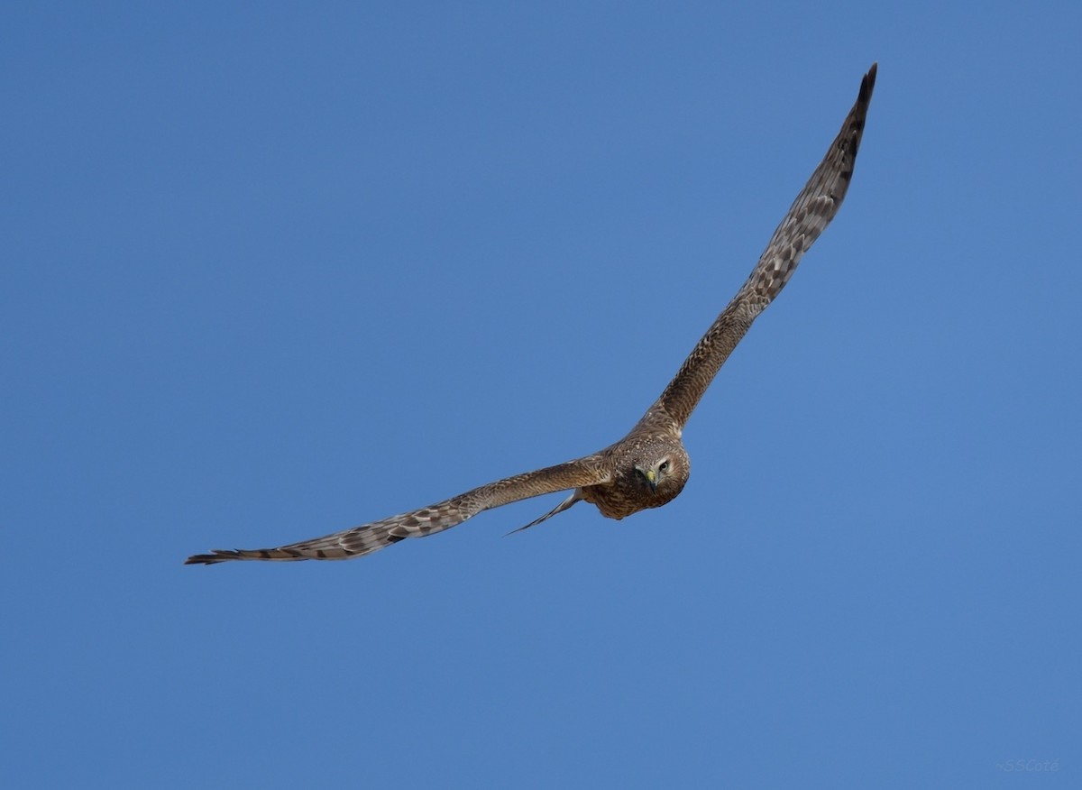 Northern Harrier - Sandra Cote
