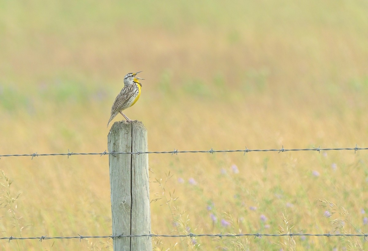 Western Meadowlark - Sandra Cote