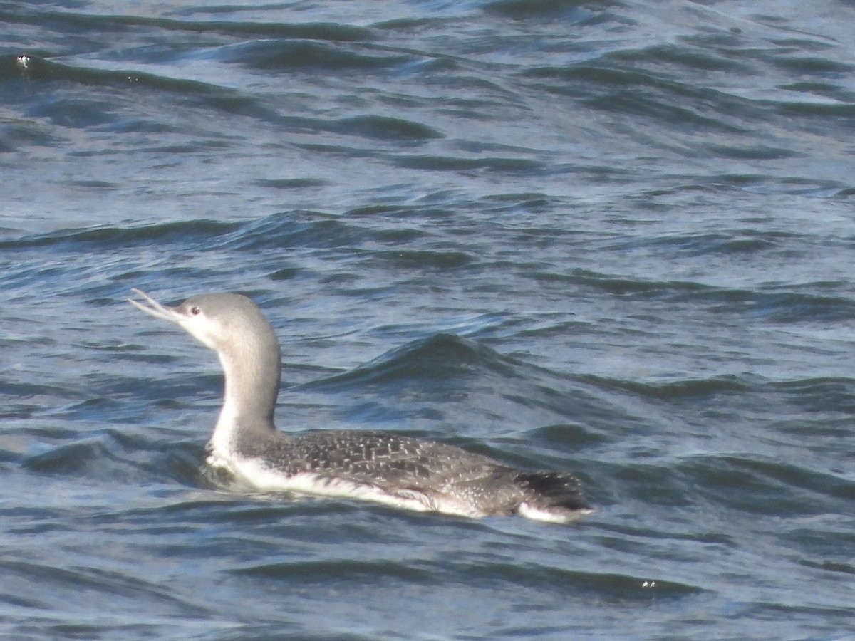 Red-throated Loon - ML526253631