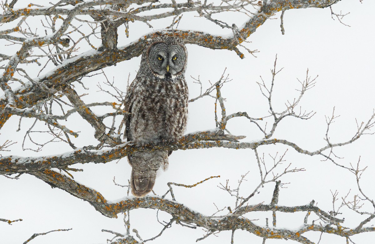 Great Gray Owl - ML526254461