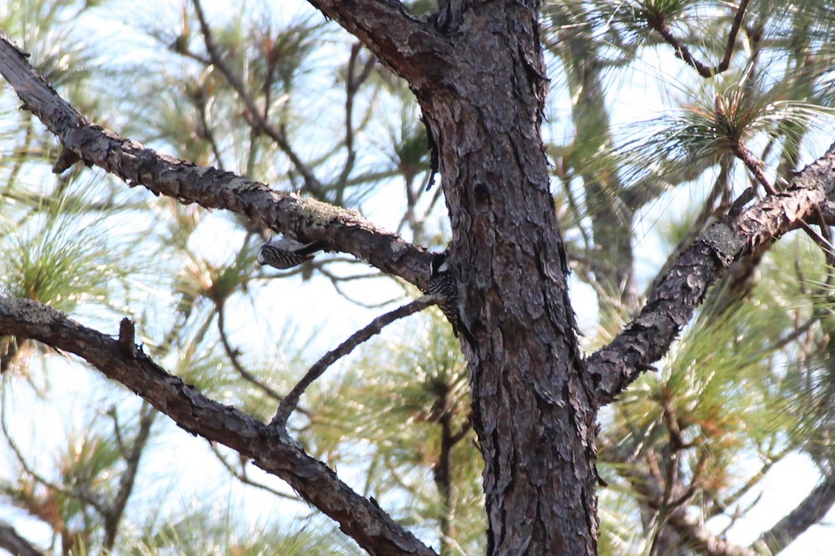 Red-cockaded Woodpecker - ML526254571