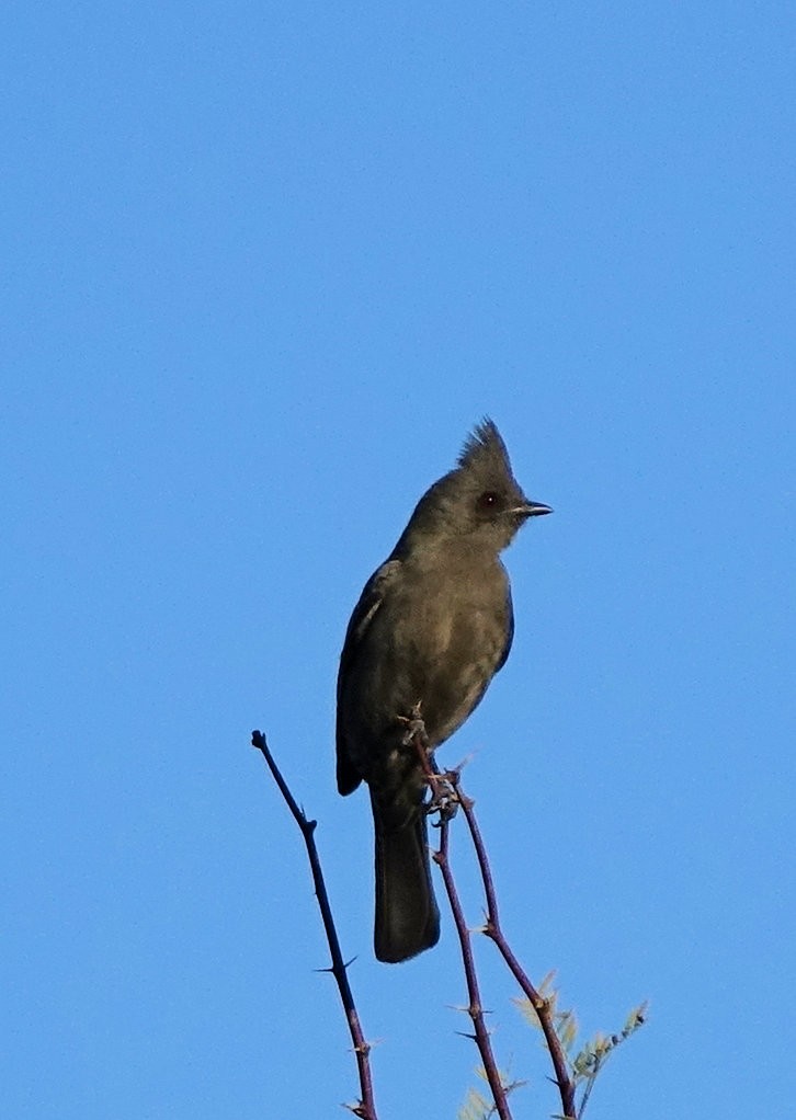 Phainopepla - Henry Detwiler