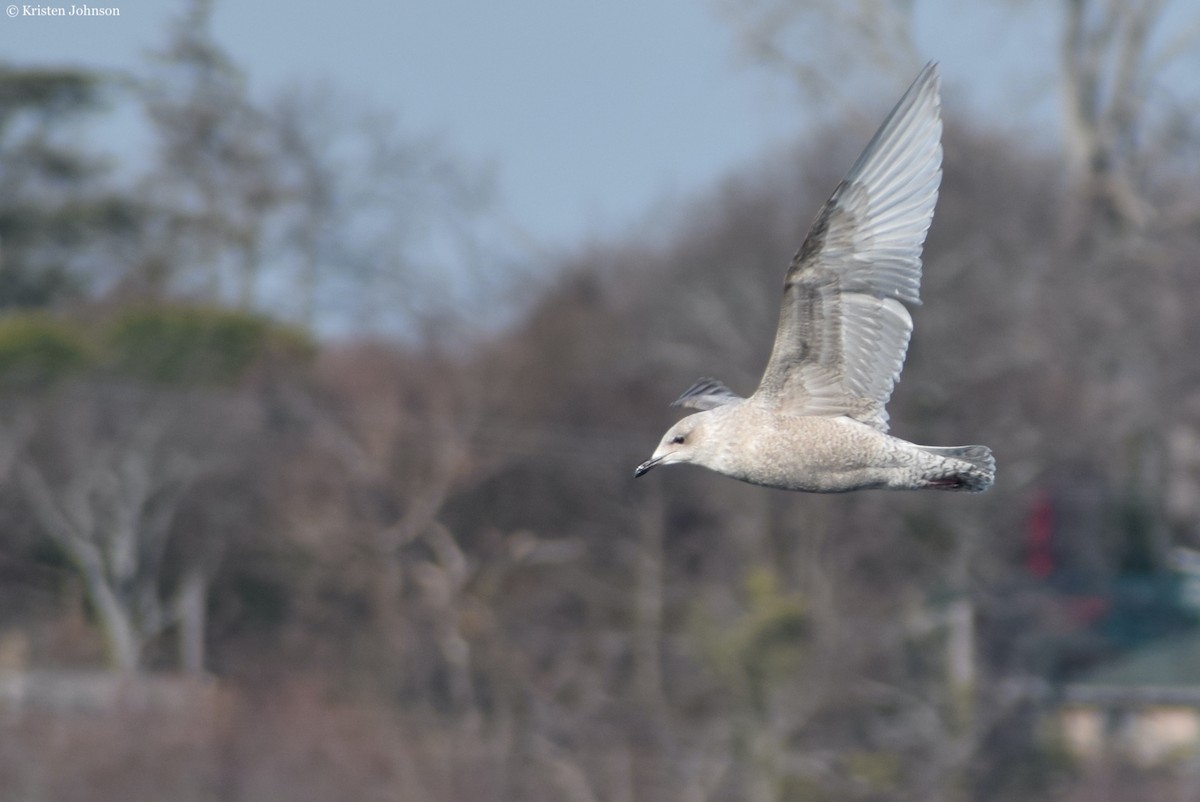 Iceland Gull - ML526256511