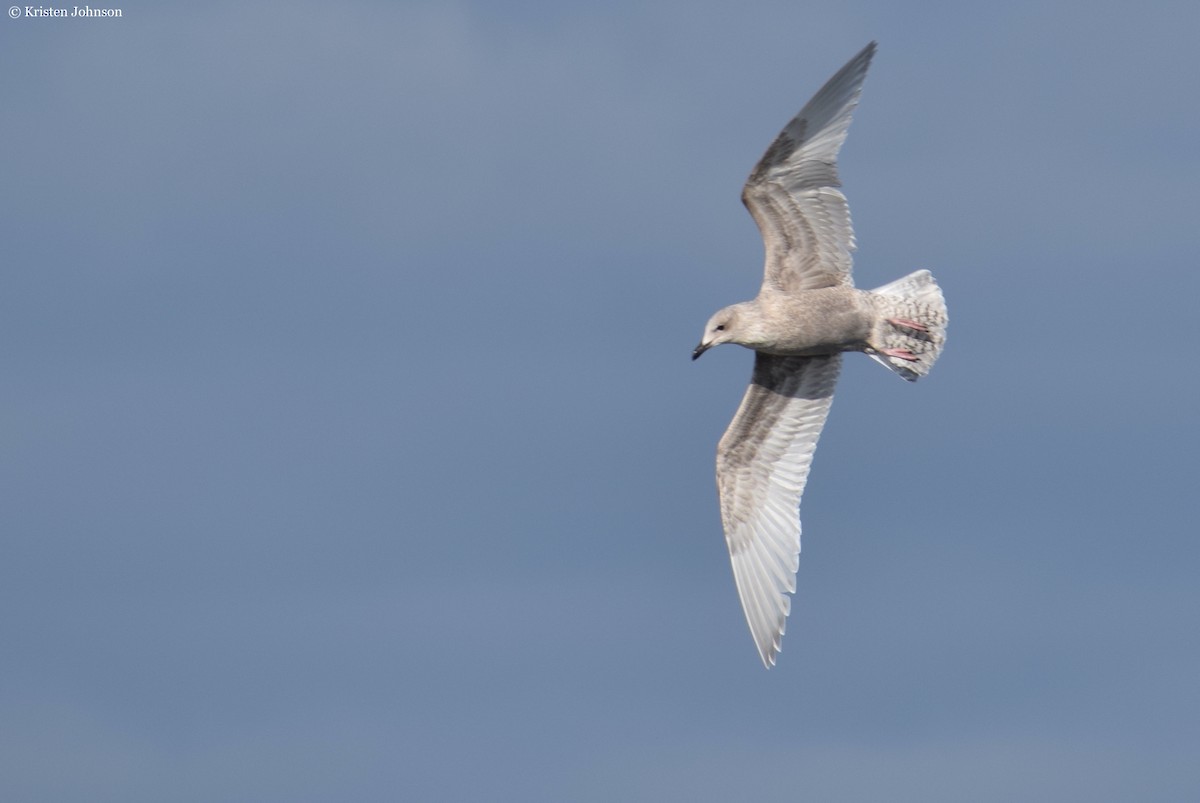 Iceland Gull - ML526256561