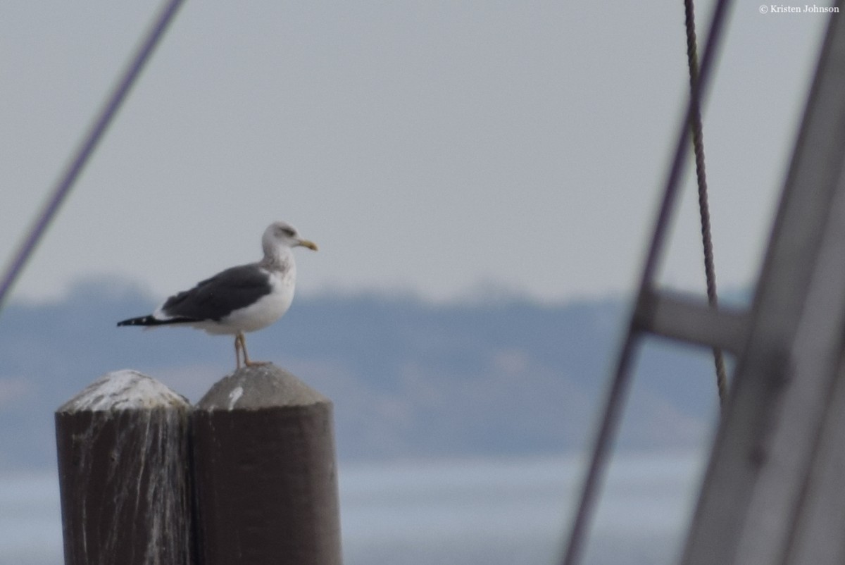 Lesser Black-backed Gull - ML526256731