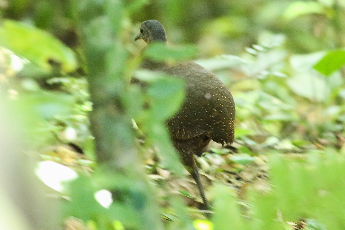 Tinamou de Bonaparte - ML526256961