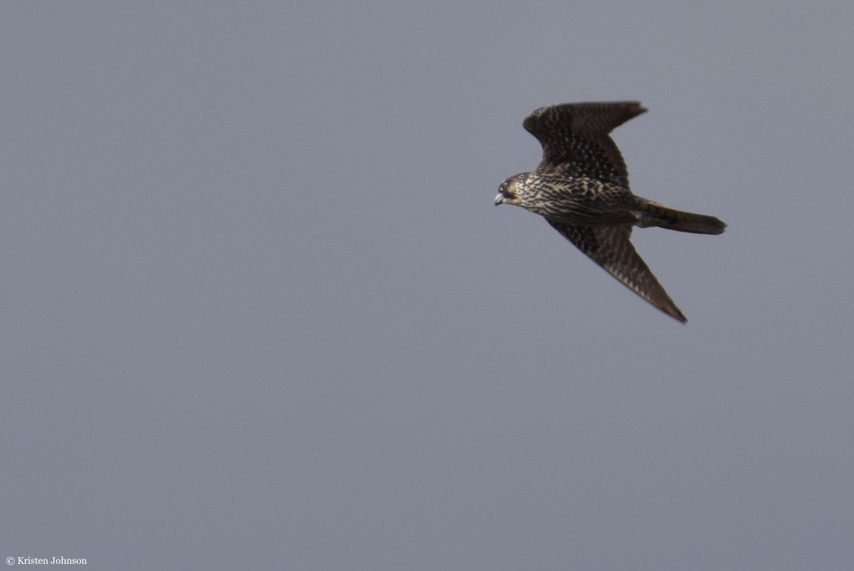 Peregrine Falcon (North American) - Kristen Johnson