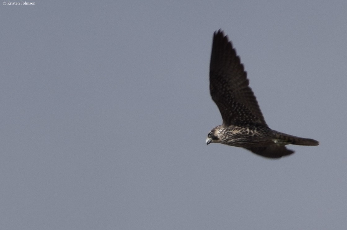 Peregrine Falcon (North American) - Kristen Johnson