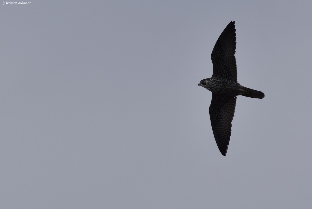 Peregrine Falcon (North American) - ML526257101