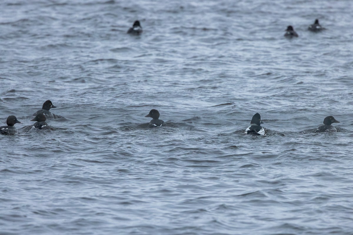 Common Goldeneye - Christine Hayden
