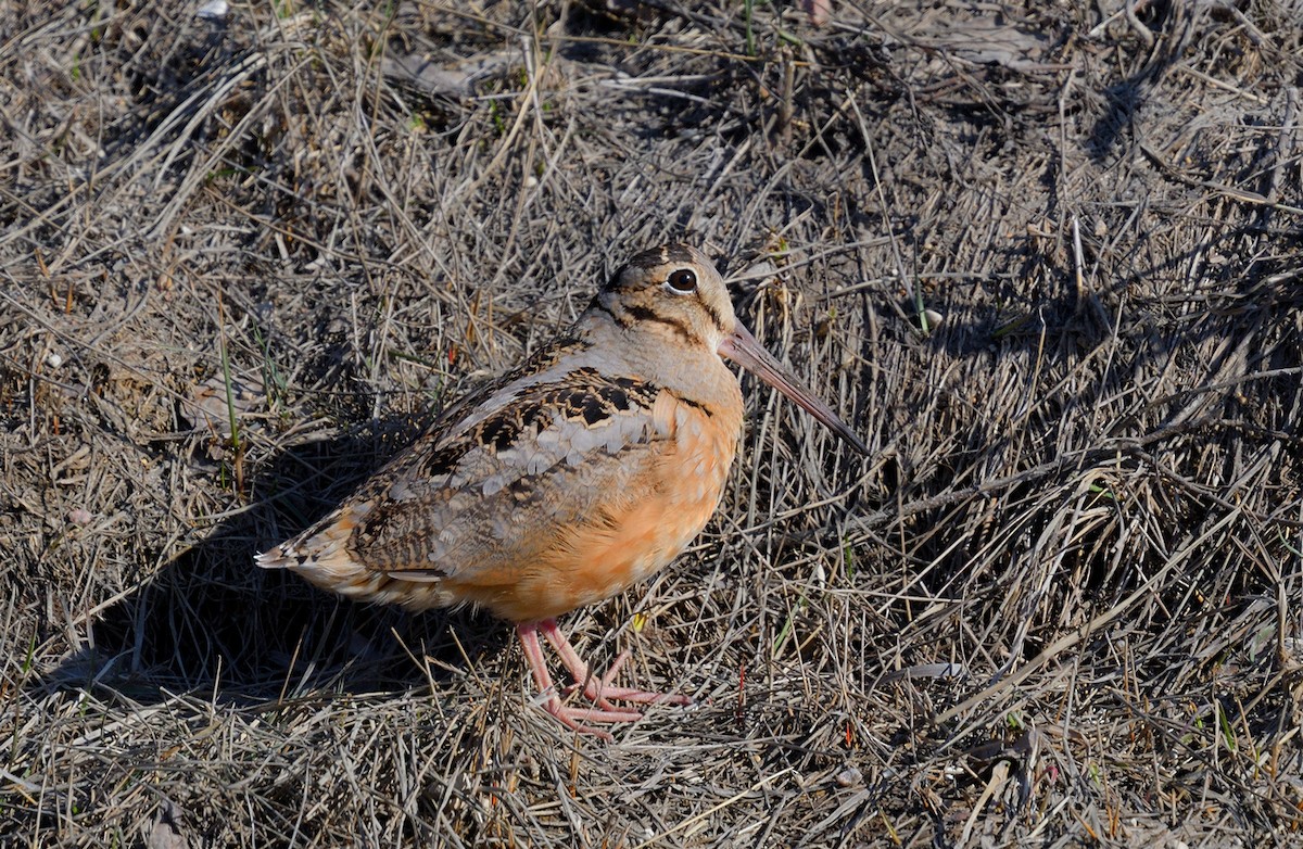 amerikarugde - ML526258461