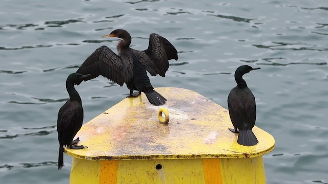 Cormoran à aigrettes - ML526259391