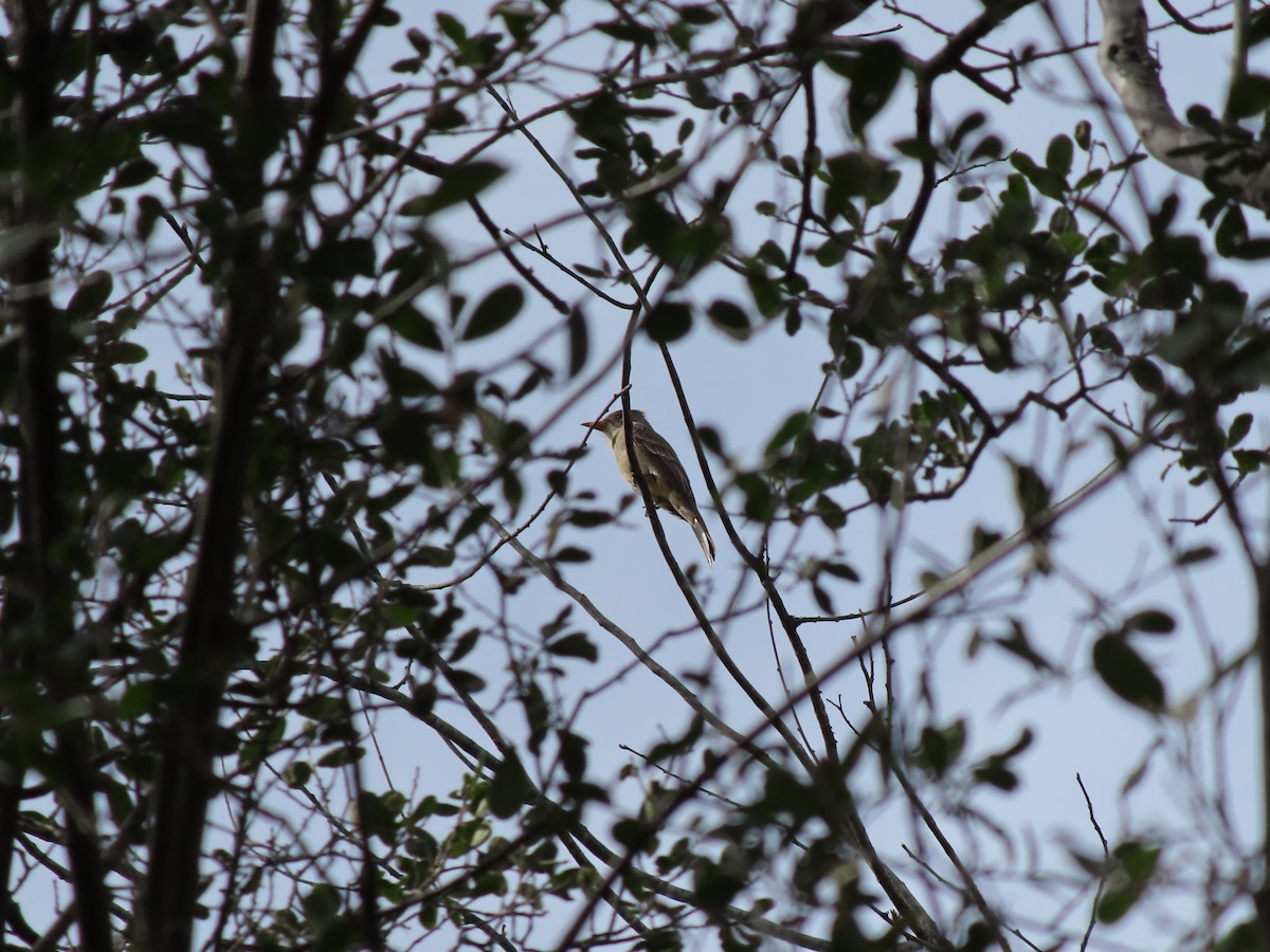 Greater Pewee - Jesús Contreras