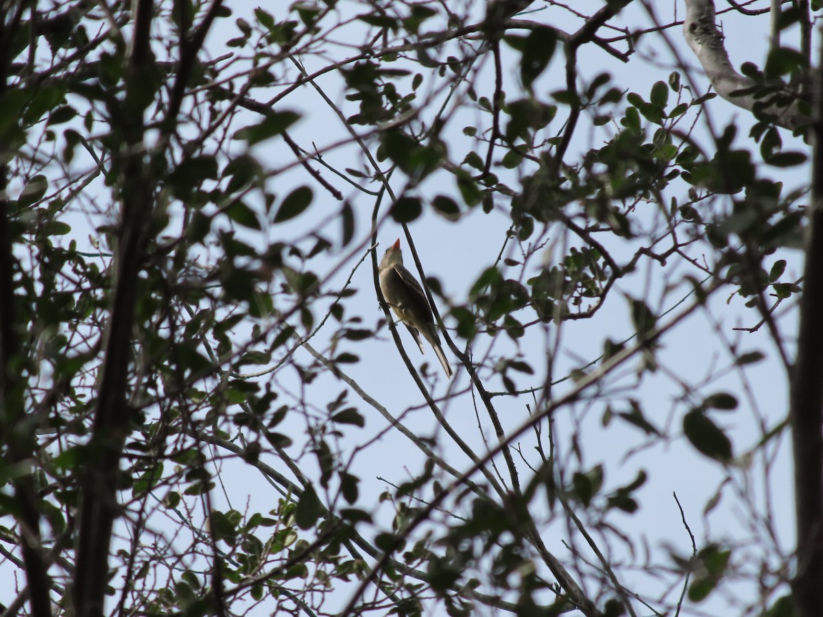 Greater Pewee - Jesús Contreras