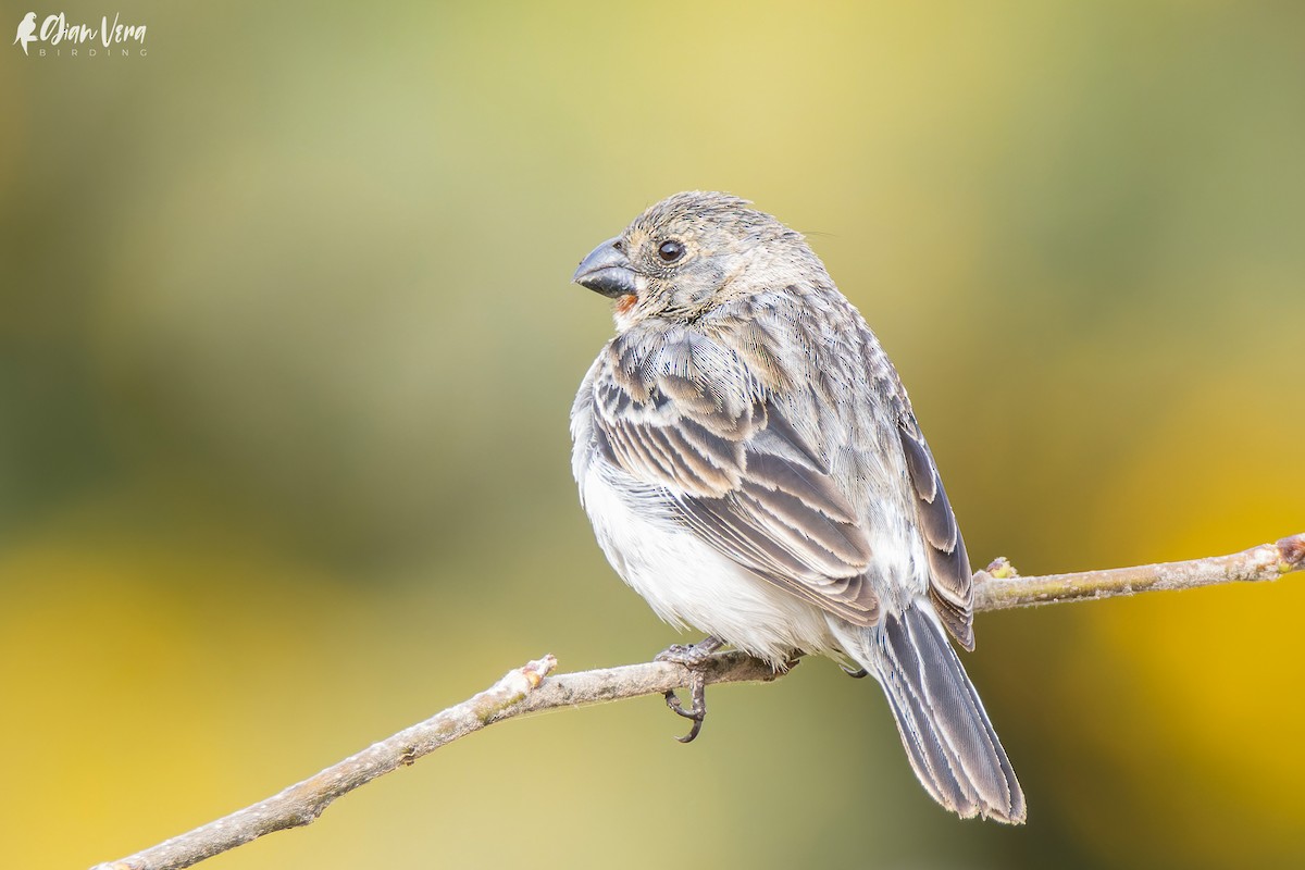 Chestnut-throated Seedeater - Giancarlo Vera