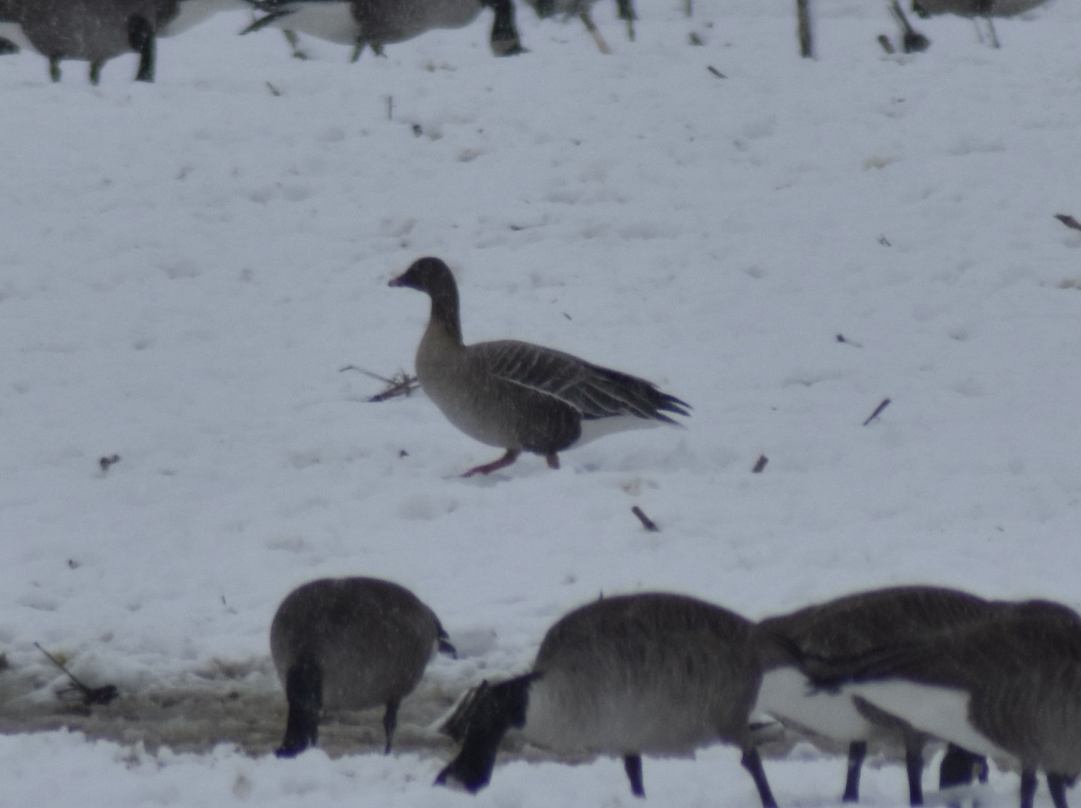 Pink-footed Goose - ML526264791