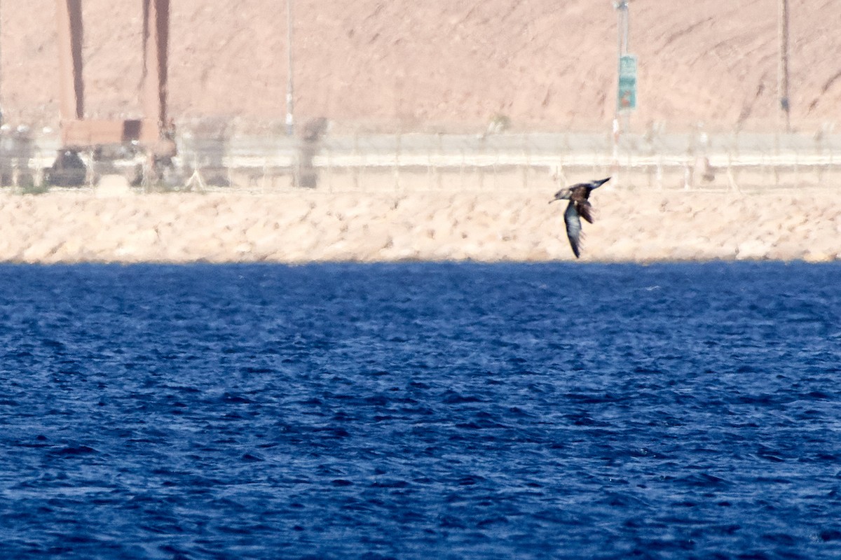 Cory's Shearwater - ML526265771