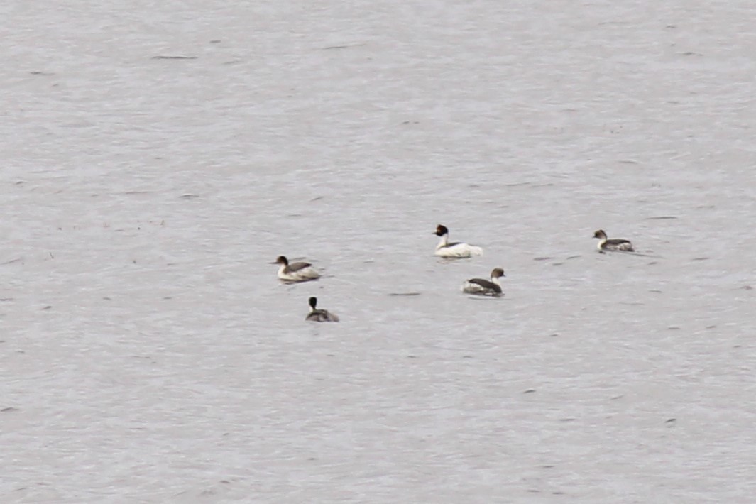 Hooded Grebe - ML526265961