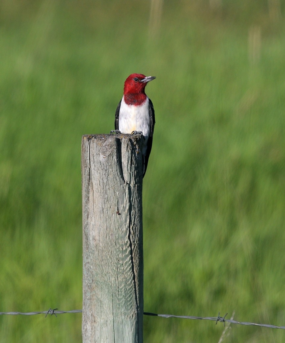 Pic à tête rouge - ML526266241