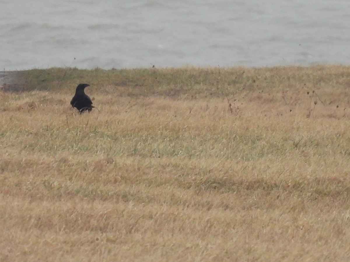 Common Raven - debra sweeney