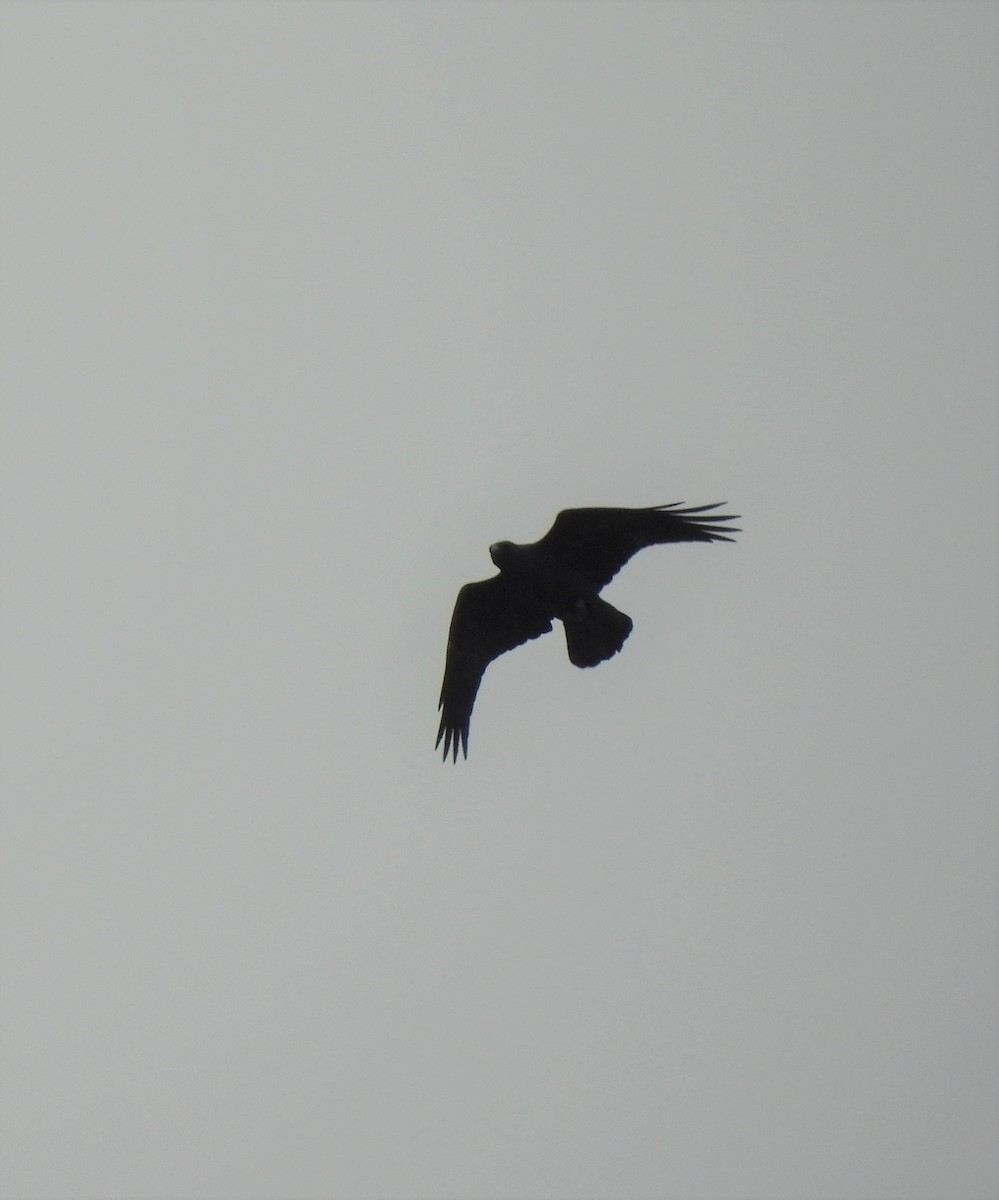Common Raven - debra sweeney