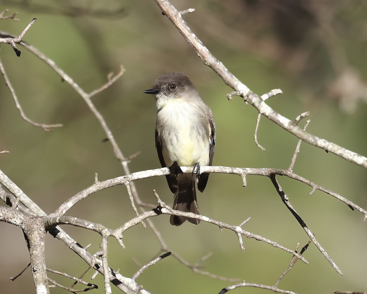 Eastern Phoebe - ML526268641