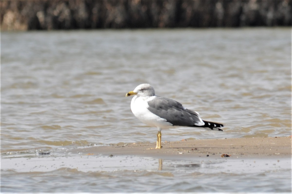 Lesser Black-backed Gull - Bruce Mast