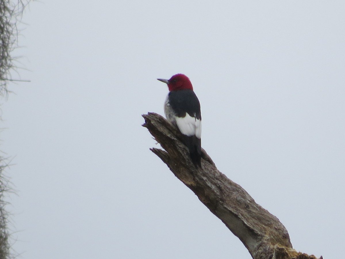 Red-headed Woodpecker - ML52627171