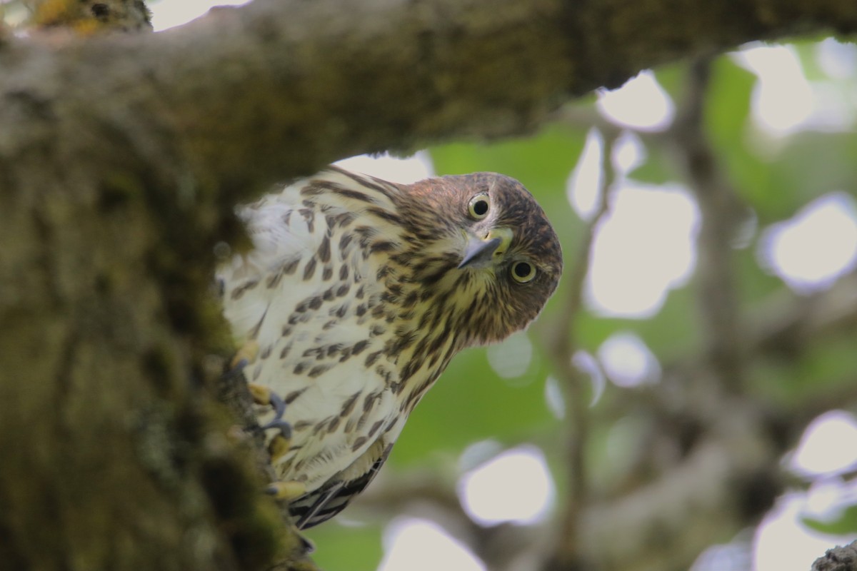 Cooper's Hawk - ML526272921