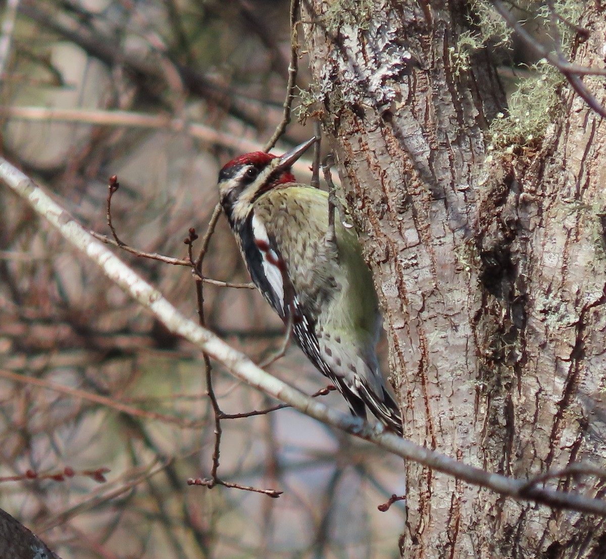 Yellow-bellied Sapsucker - ML526273001