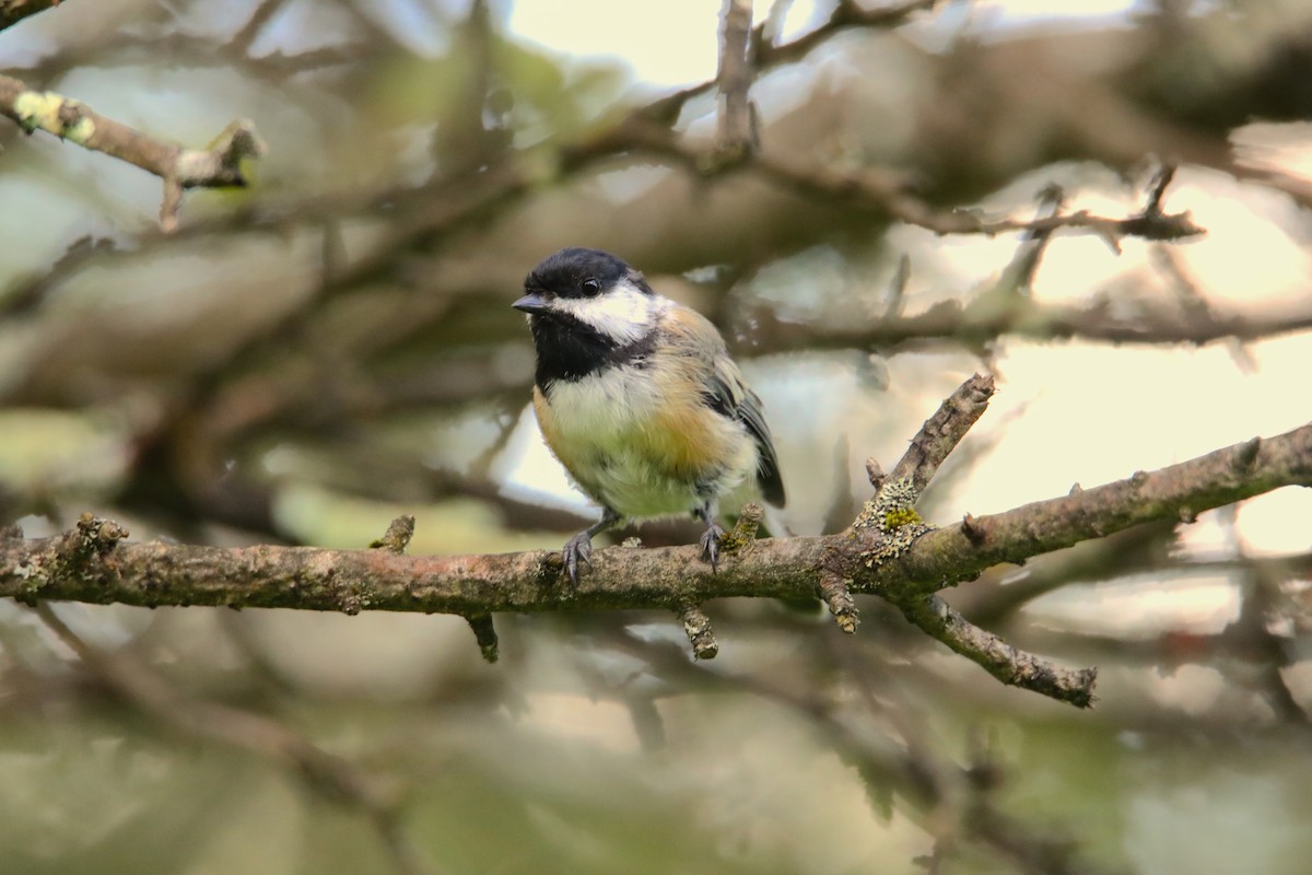 Black-capped Chickadee - ML526273891